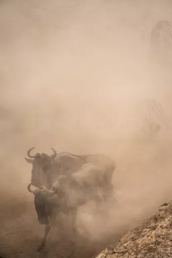 Gnoes naderen Mararivier in stofwolk tijdens Migratie en Meren van de Grote Rift fotosafari