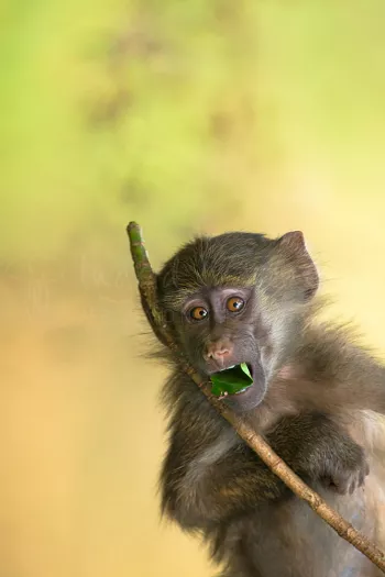 Young baboon mimicking big eyes and playing and eating close-up in Lake Manyara in Tanzania