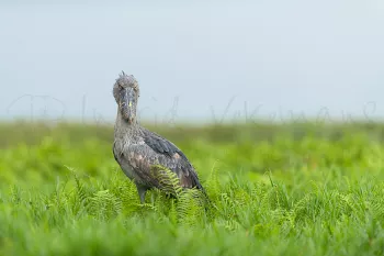 Schoenbekooievaar kijkt frontaal staand in varens met blauwe lucht op de achtergrond