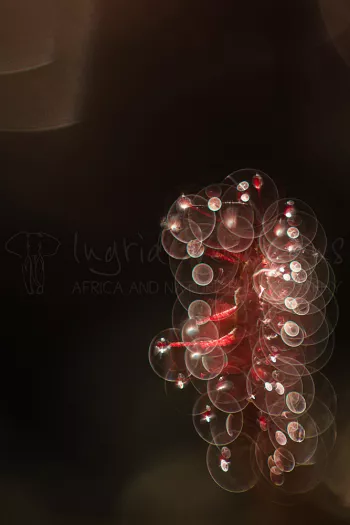 zonnedauw in meervoudige belichting