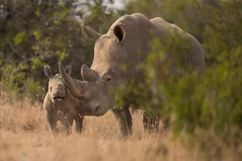 Baby witte neushoorn met moeder in Solio Game Reserve tijdens fotosafari 'Ongerept Afrika'