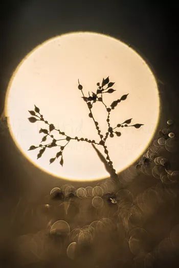 dauw op plant tegen zonsopgang