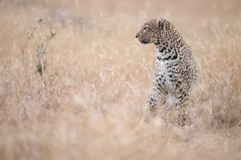 luipaard kijkt opzij op zoek naar prooien zittend in het droge gras