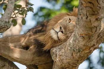 Close-up van mannelijke leeuw liggend in boom met één oog zichtbaar