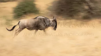 Panning van gnoe in Tarangire National Park tijdens Tanzania Wildernis Safari fotosafari