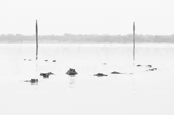 nijlpaarden liggen in Lake Manze in Selous tijdens Southern Tanzania Explorer fotosafari