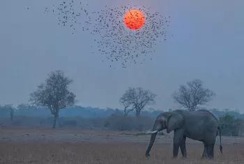Olifant bij zonsopgang met rode zon tegen blauwe lucht en een vlucht vogels voor de zon
