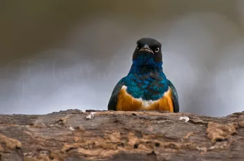 Immature driekleurige glansspreeuw in frontale close-up in Samburu tijdens Ongerept Afrika fotosafari