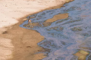 Giraf met poten gespreid van bovenaf in bijna droge rivierbedding