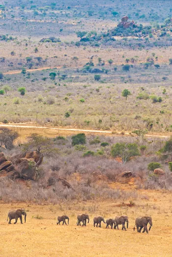 olifanten wandelen door het droge gras