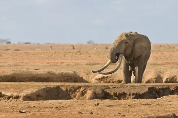 olifant met grote slagtanden kijkt opzij