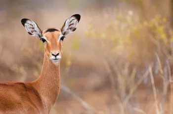 close up impala