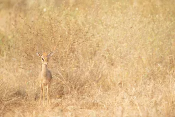 dik-dik in het droge gras