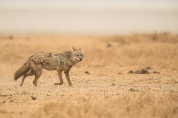 Gouden jakhals loopt zijdelings kijkend doorheen dor landschap