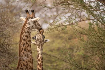 Kissing giraffe couple in Tsavo West during Maneaters and Red Elephants photo safari