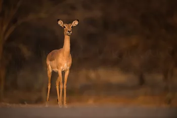 Impala in evening light in South Luangwa during Exclusive South Luangwa photo safari