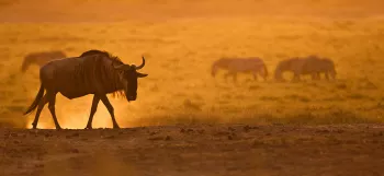 gnoe wandelt tijdens zonsondergang