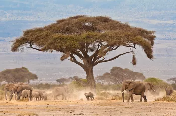Baby olifant onder acaciaboom omgeven door kudde in Amboseli in Kenia in Afrika