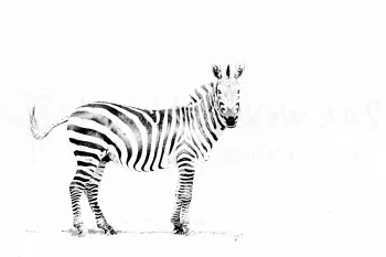 Zwart-wit foto van zebra met witte achtergrond