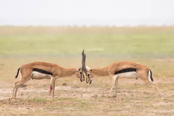 Vechtende Thomsongazelles met bloed in Amboseli in Kenia in Afrika