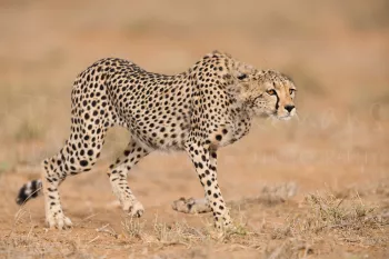 Sluipende jonge jachtluipaard in Tsavo East in Kenia in Afrika