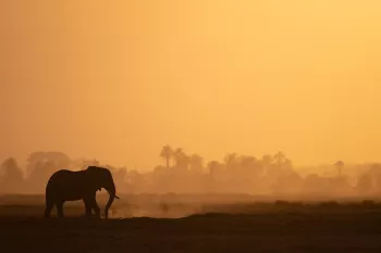 Silhouette van olifant tegen zonsondergang