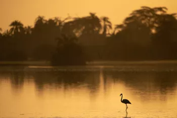 1 flamingo staat in het water bij zonsondergang, lucht en water kleuren geel
