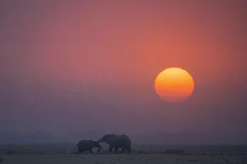Twee olifanten spelen met elkaar tijdens zonsondergang