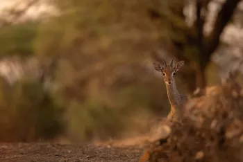 een jonge dik dik komt een kijkje nemen vanachter het struikgewas