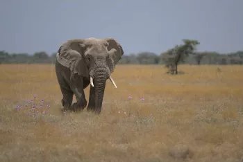 olifant loopt over het dorre gras waar enkele roze bloemetjes de kop opsteken