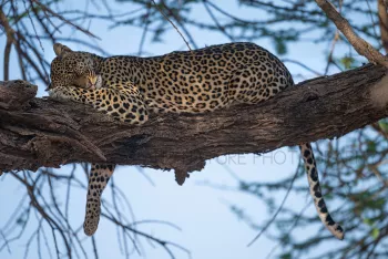 Luipaard slaapt op een tak in de boom