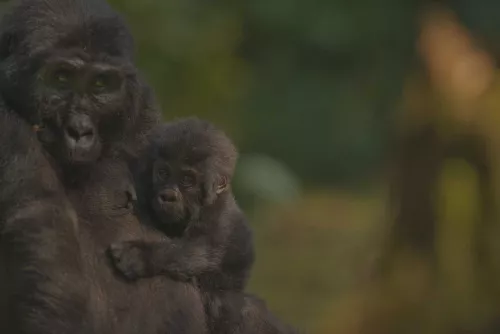 Close-up of mountain gorilla with baby on the arm in vague forest background