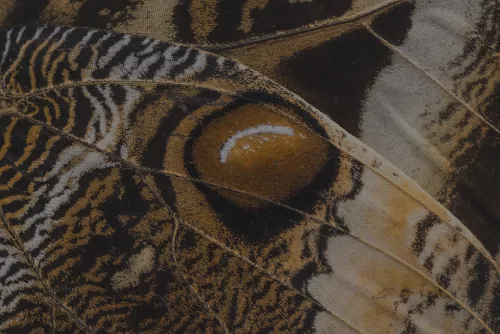 Details of butterfly wing