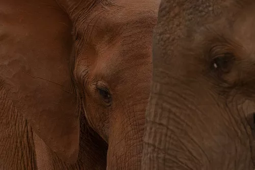 Dark close-ups of parts of two elephant heads