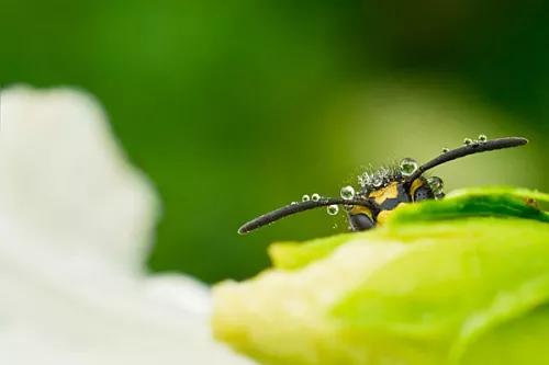 Head of German wasp sticks out over plant with white flower