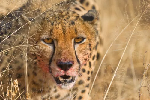Close-up of cheetah with direct eye contact and bloodied face