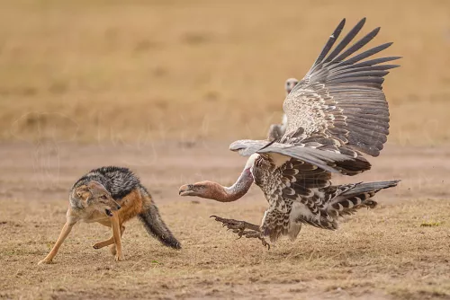 Rüppel's griffon vulture and black-backed jackal fighting